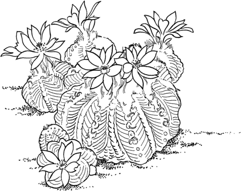 Aztekium Ritteri Cactus Coloring Page